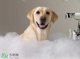 冬天狗狗多久洗一次澡？狗狗冬天久洗一次澡？