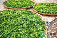 口含茶葉能治口臭嗎？口含茶葉有什么作用？