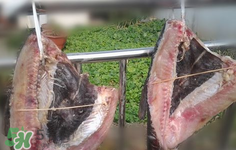 新鮮魚怎么腌制咸魚塊？咸魚塊怎么腌制