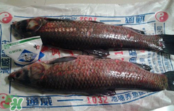 新鮮魚怎么腌制咸魚塊？咸魚塊怎么腌制