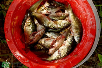 腌魚(yú)用什么容器？腌魚(yú)用什么裝？