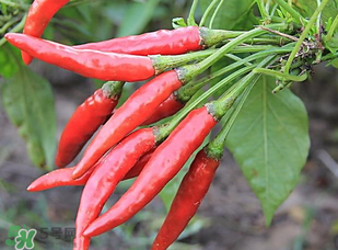 辣椒變紅能吃嗎？辣椒為什么會變紅？
