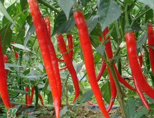 辣椒變紅能吃嗎？辣椒為什么會變紅？