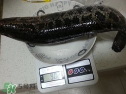 一斤魚可以做多少魚丸？一斤魚可以做幾個魚丸？