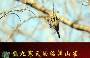 2017年三九四九是什么時(shí)候？2017年四九是哪天？