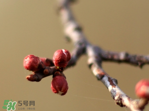 六九是幾號(hào)？2017年六九是哪天？
