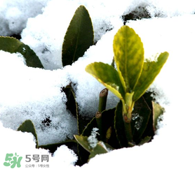 小寒是幾九？2017年小寒是幾九？