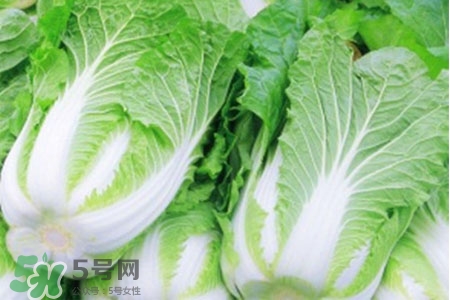 2017過年白菜會漲價嗎？2017年春節(jié)白菜價格預(yù)測