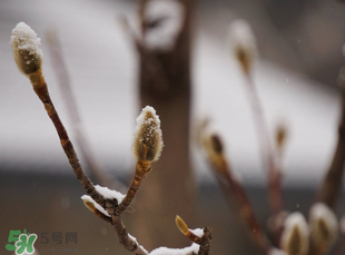 七九是哪一天？2017年七九是哪天？