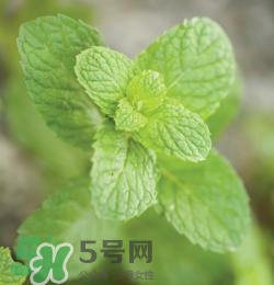 有狐臭不能吃什么食物？有狐臭的人不能吃什么