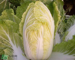 白菜葉子上的小黑點是什么？白菜葉子上有黑點能吃嗎？