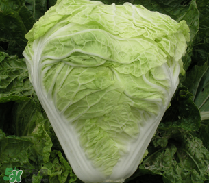 白菜葉子上的小黑點是什么？白菜葉子上有黑點能吃嗎？
