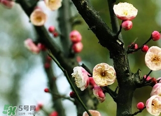 正月是臘月嗎？正月和臘月是幾月？