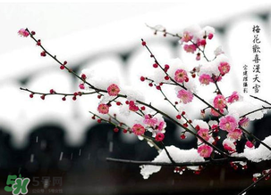 梅花可以放臥室嗎？梅花放在臥室風(fēng)水好嗎？
