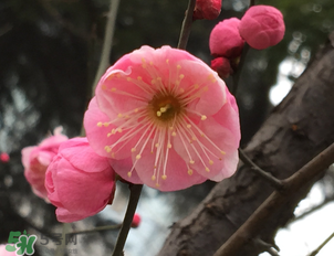 梅花可以放臥室嗎？梅花放在臥室風(fēng)水好嗎？