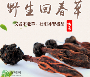 回春草多少錢一斤？回春草多少錢一克？