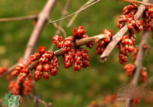 高血脂泡腳用什么藥好？高血脂用什么藥泡腳？