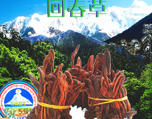 回春草多少錢一斤？回春草多少錢一克？