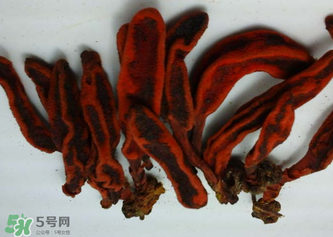 回春草有什么功效？回春草的功效與作用 