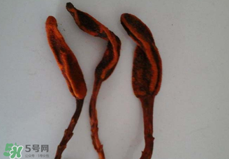 回春草有什么功效？回春草的功效與作用 