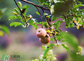 野蘋果可以泡酒嗎？野蘋果泡酒有什么功效？