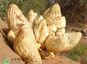 鎖陽(yáng)和肉蓯蓉一起泡酒可以嗎？肉蓯蓉和鎖陽(yáng)的區(qū)別