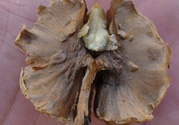 核桃分心木能泡幾次水？核桃分心木一次泡多少？