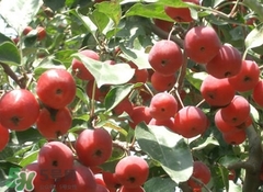 吃野蘋(píng)果有什么好處?野蘋(píng)果的功效與作用