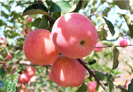 面蘋果和脆蘋果有什么區(qū)別？面蘋果和脆蘋果哪個營養(yǎng)大？