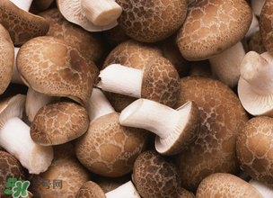 一歲寶寶可以吃香菇嗎？寶寶多大可以吃香菇？