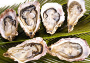 生蠔多少錢一斤？生蠔一斤有幾個？