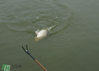 立春能釣魚(yú)嗎？立春好釣魚(yú)嗎？