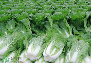 臘月吃什么蔬菜？臘月吃什么素菜？