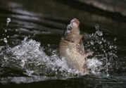 立春能釣魚嗎？立春好釣魚嗎？