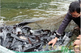 鴨嘴魚多少錢一斤？野生鴨嘴魚多少錢一斤？