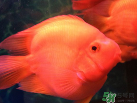魚眼睛紅了怎么回事？魚眼睛變紅是什么原因？