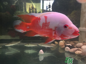 魚眼睛紅了怎么回事？魚眼睛變紅是什么原因？