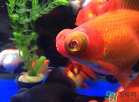 魚眼睛紅了怎么回事？魚眼睛變紅是什么原因？