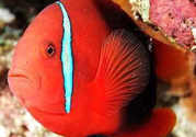 魚眼睛紅了怎么回事？魚眼睛變紅是什么原因？