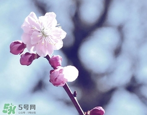 立春吃什么蔬菜？立春時令蔬菜推薦
