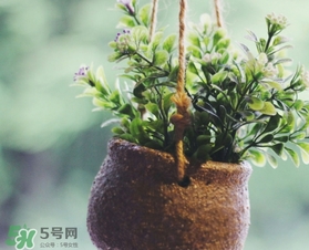 立春吃什么蔬菜？立春時令蔬菜推薦