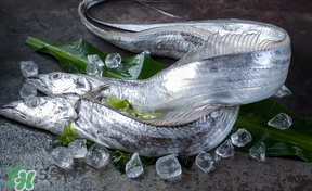 帶魚多少錢一斤？帶魚多少錢一箱？