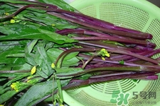 紅菜苔苦的可以吃嗎？紅菜苔很苦可以吃嗎？