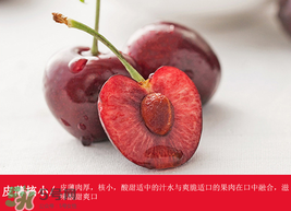 車?yán)遄幽睦锂a(chǎn)的最好？車?yán)遄赢a(chǎn)地在哪里？