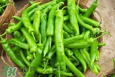 青椒可以放冰箱嗎？為什么青椒不能放冰箱？