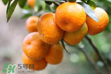 沙糖桔是熱性的嗎？沙糖桔是熱性還是涼性？