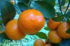 冰糖橘上火嗎？冰糖橘吃多了會上火嗎？