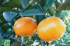 糖尿病可以吃橘子嗎？糖尿病任能吃橘子嗎？
