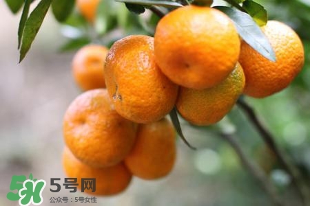 孕婦可以吃蜜桔嗎？懷孕了能吃蜜桔嗎？