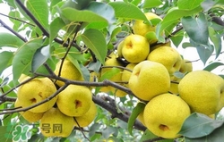 冬天吃梨子太冰怎么辦？冬天怎么吃梨子不冰？
